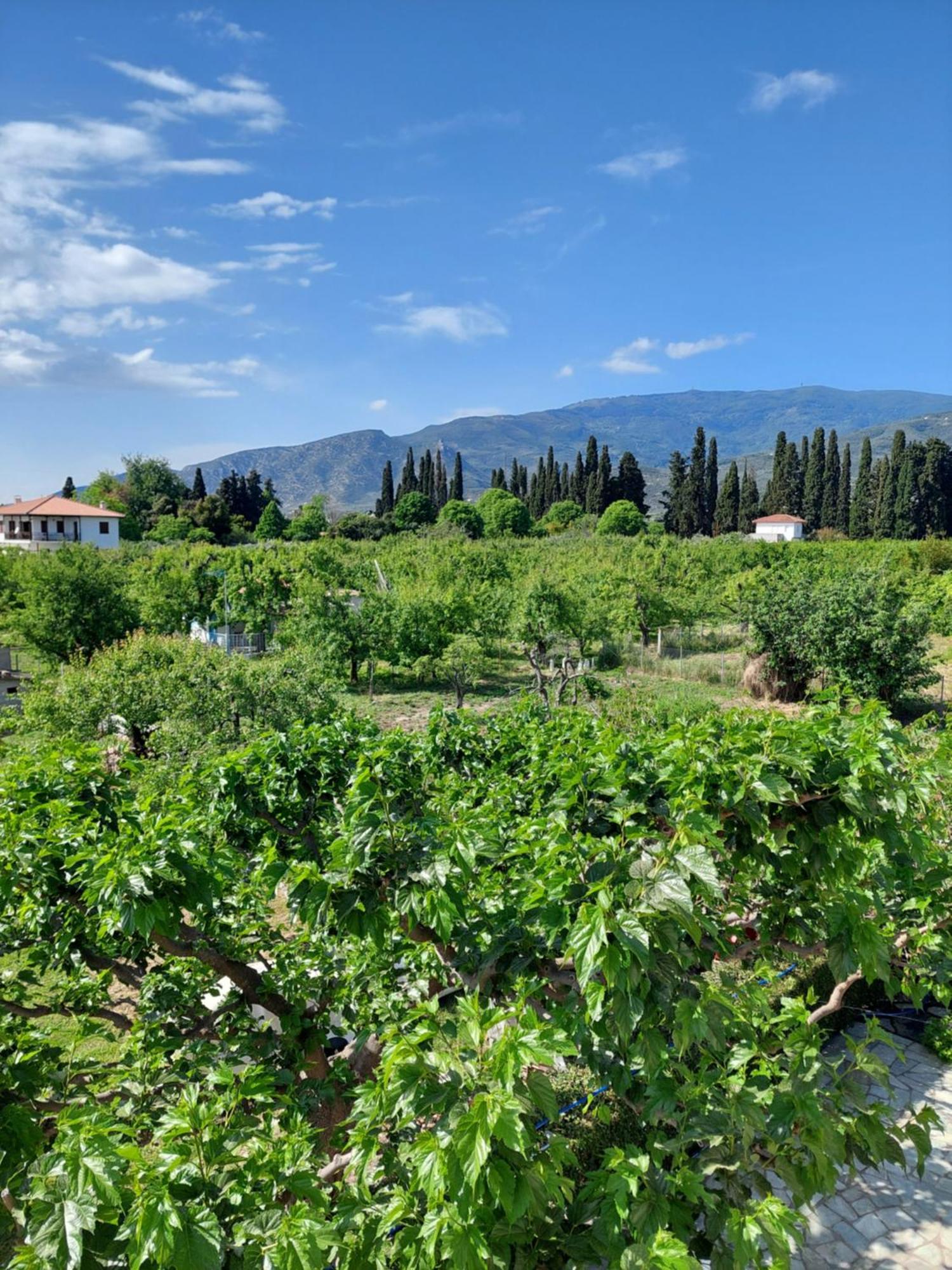 Pelion Holiday home Platanidia