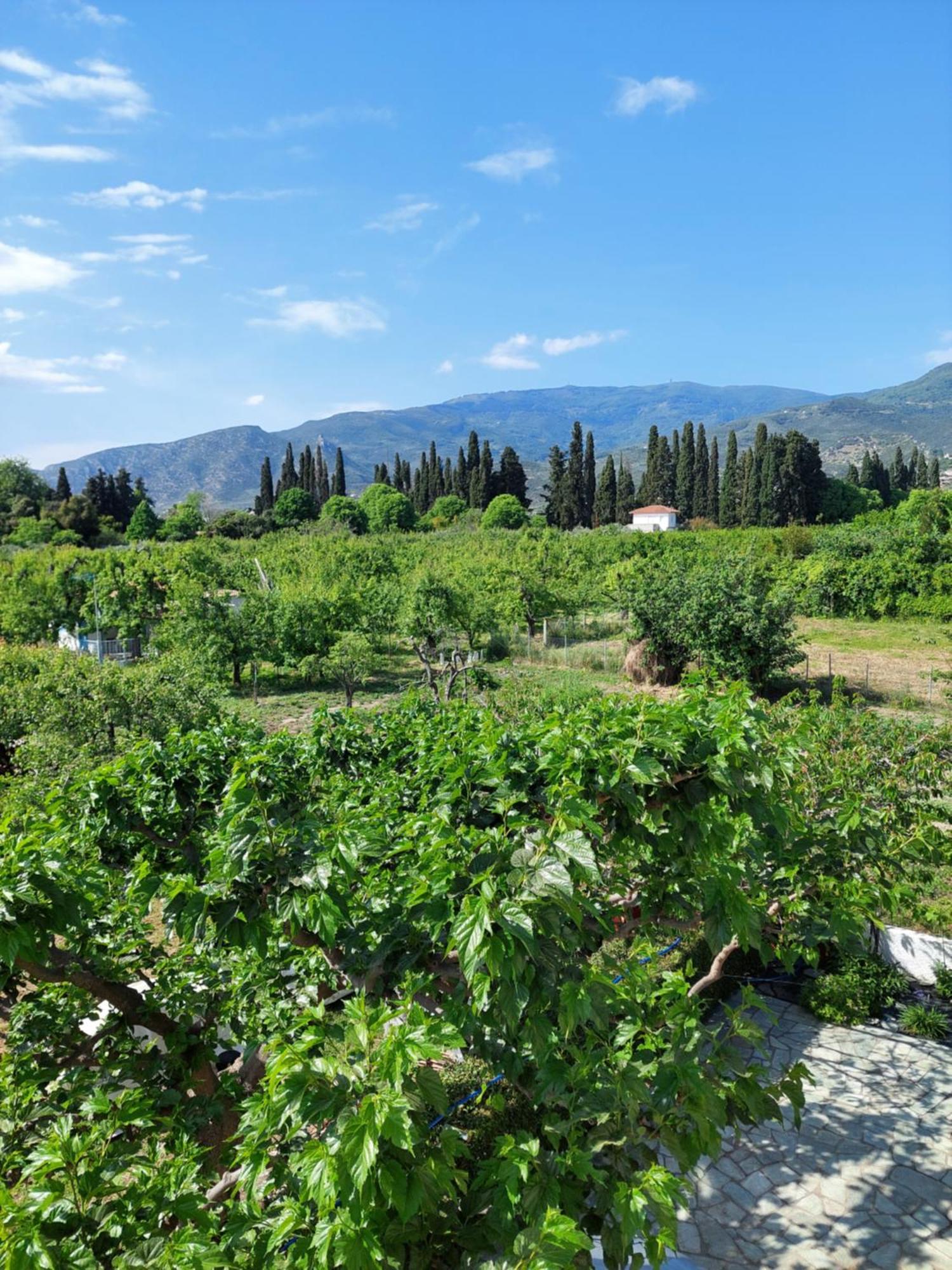 Holiday home Pelion Platanidia